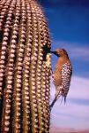Gila Woodpecker at Nest in Saguaro