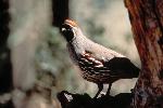 Male Gambel's Quail