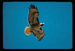 Red-tailed Hawk