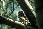Elf Owl