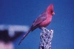 Northern Cardinal