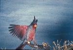 Pyrrhuloxia