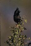 Phainopepla