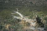 Skeleton of the Grand-daddy Cactus
