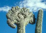 A Cristate Saguaro