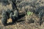 Young saguaros under nurse tree