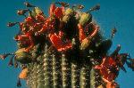 Saguaro Fruit Ripens in June