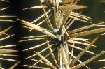 The spiny surface of a saguaro