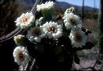 Saguaro Cactus Flowers