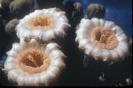 Arizona's State Flower, the saguaro bloom