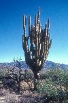 Grand-daddy, the largest saguaro
