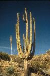The Scenic Saguaro Forest