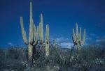 Saguaros stand guard