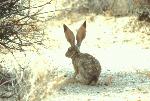 Black-tailed Jackrabbit
