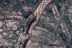 Ground Squirrel on a Cholla Branch
