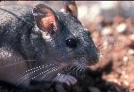 Packrat