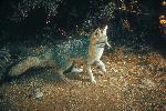 Gray Fox