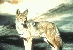 Coyote