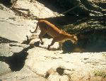 Mountain Lion or Cougar