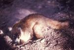 White-nosed Coati