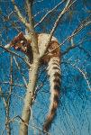 Ringtail