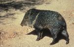 Javelina or Collared Peccary