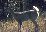 White-tailed Deer