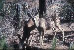 Mule Deer