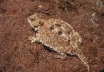 Short-horned Lizard