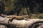 Whiptail Lizard