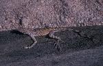 Zebra-tailed Lizard