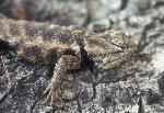 Desert Spiny Lizard