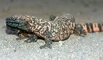 Gila Monster