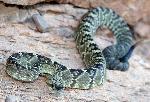 Black-tailed Rattlesnake
