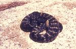 Arizona Black Rattler