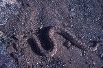 Sidewinder