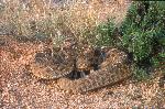 The Western Diamondback Rattlesnake