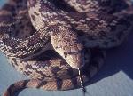 Gopher Snake or Bull Snake