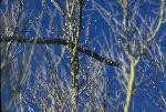 Coachwhip Snake in Palo Verde Tree
