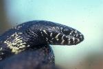 Kingsnake