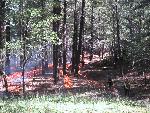 Strips of fire ignited for prescribed burn
