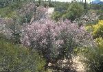 Ironwood Tree in Bloom