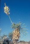 Soaptree Yucca in Bloom