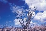 Ocotillo Plant