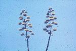 Agave Blossoms