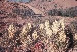 Spanish Bayonet in Bloom