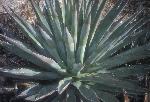 Palmer Agave Plant