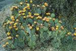 Prickly Pear Cactus in Bloom