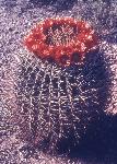 Barrel Cactus in Bloom