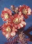 Buckhorn Cholla Flowers